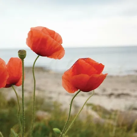 Дом отдыха Seeteufel 6